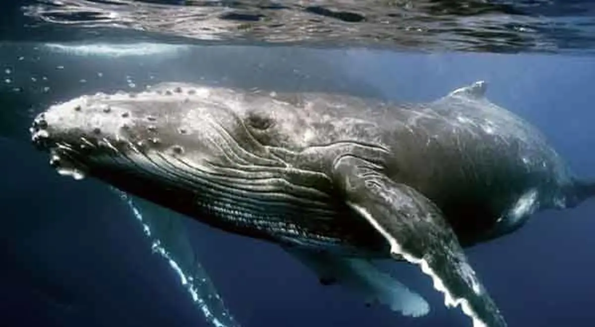 صحنه ای فوق العاده احساسی در حیات وحش