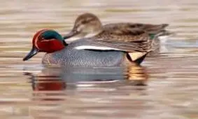 آغاز ورود پرندگان زمستان‌گذر به تالاب‌های چهارمحال و بختیاری