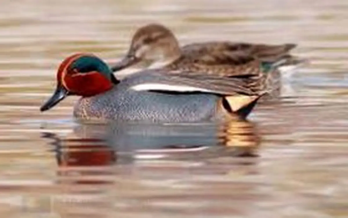 آغاز ورود پرندگان زمستان‌گذر به تالاب‌های چهارمحال و بختیاری