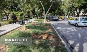 قطع سه یا سیزده درخت در چهارباغ بالا اصفهان؟