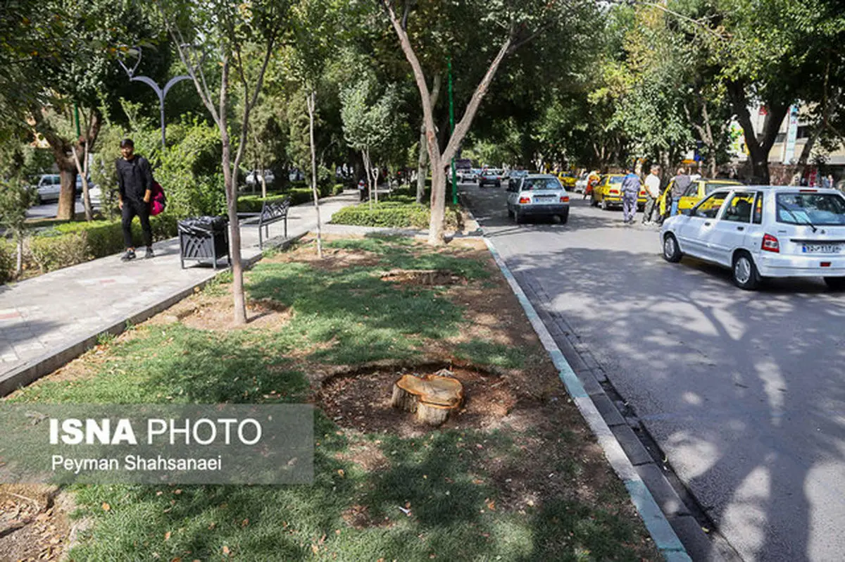 قطع سه یا سیزده درخت در چهارباغ بالا اصفهان؟