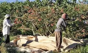 پسته کاران کاشانی خسارت ۱۷۵۰ میلیارد ریالی دیدند