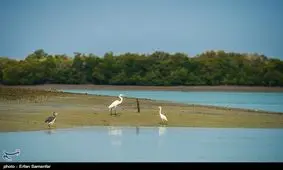 تالاب پته‌خور شهرستان نمین منطقه شکار ممنوع شد