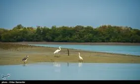 تالاب پته‌خور شهرستان نمین منطقه شکار ممنوع شد