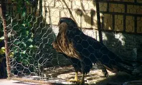 متخلف زنده گیری پرندگان در شهرستان بیله سوار دستگیر شد