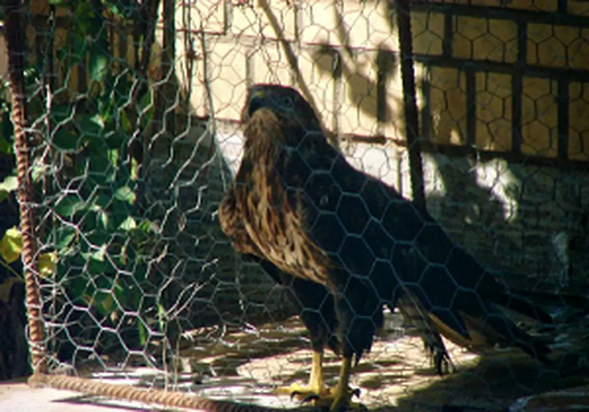 متخلف زنده گیری پرندگان در شهرستان بیله سوار دستگیر شد