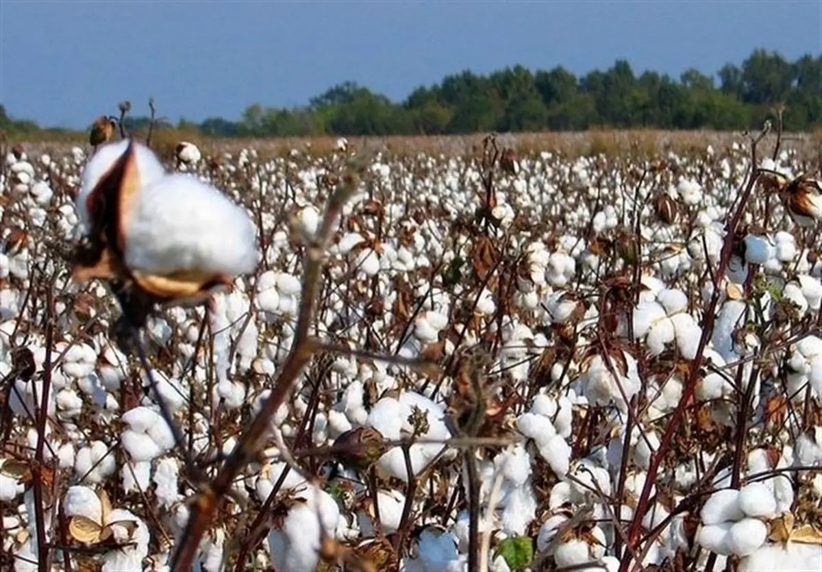 «پنبه حلاجی نشده و برنج نیمه‌سفید» در صدر کالاهای وارداتی خراسان‌رضوی