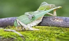 موسیقی فیلم کابوی وسترن و خوب بد زشت رو عین خودش میزنه!