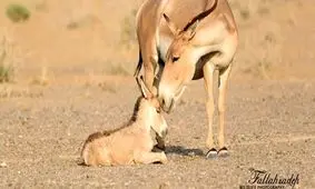 عزل معاون محیط زیست سمنان به دلیل قصور و کوتاهی در پروژه انتقال گورخر ایرانی