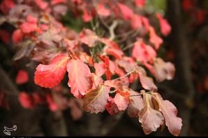 سمفونی رنگ‌ها در پاییز "اشکورات" گیلان به روایت تصویر