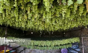 صادرات 30 میلیاردی انگور آذربایجان غربی به کشورهای عربی و روسیه