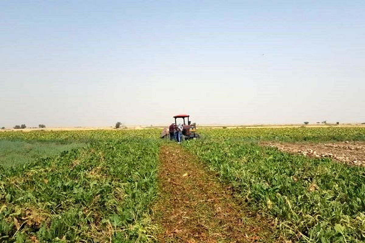 پیشبینی برداشت ۲۸۰ هزار تن چغندرقند از مزارع نهاوند