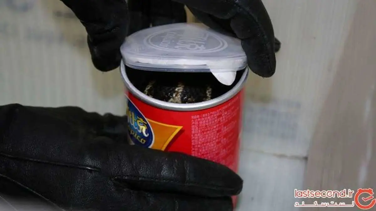 مسافری با 20 مار پنهان در چمدانش در فرودگاه دستگیر شد