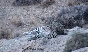 آثار حضور پلنگ در کوهستان‌های شهرستان سرباز مشاهده شد