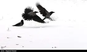 برف پائیزی شهروندان خراسان رضوی را غافلگیر می‌کند؟