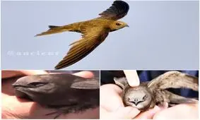 تصاويرى از پرنده كمتر ديده شده ابابيل