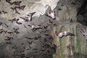 کشف زیستگاه جدید خفاش‌های دم موشی و خزندگان در سراوان