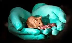 تولید ۲۹ بچه موش از دو موش ماده