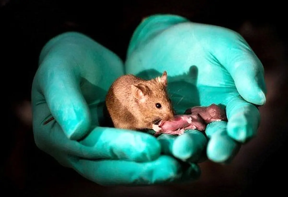 تولید ۲۹ بچه موش از دو موش ماده
