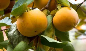 خواص میوه‌های پاییزی +اینفوگرافی