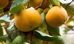 خواص میوه‌های پاییزی +اینفوگرافی
