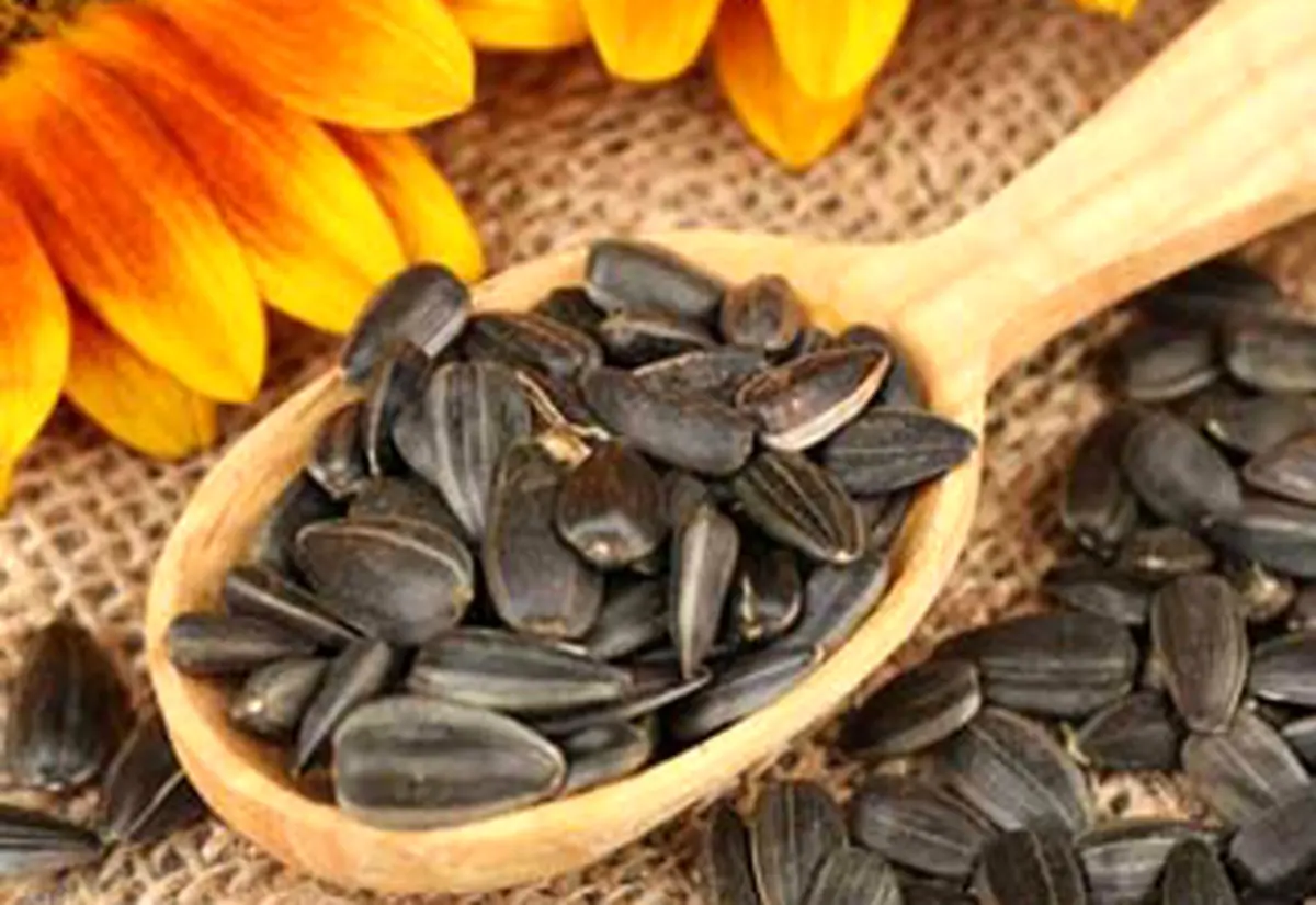 خواص بی‌نظیر دانه آفتابگردان که شاید ندانید