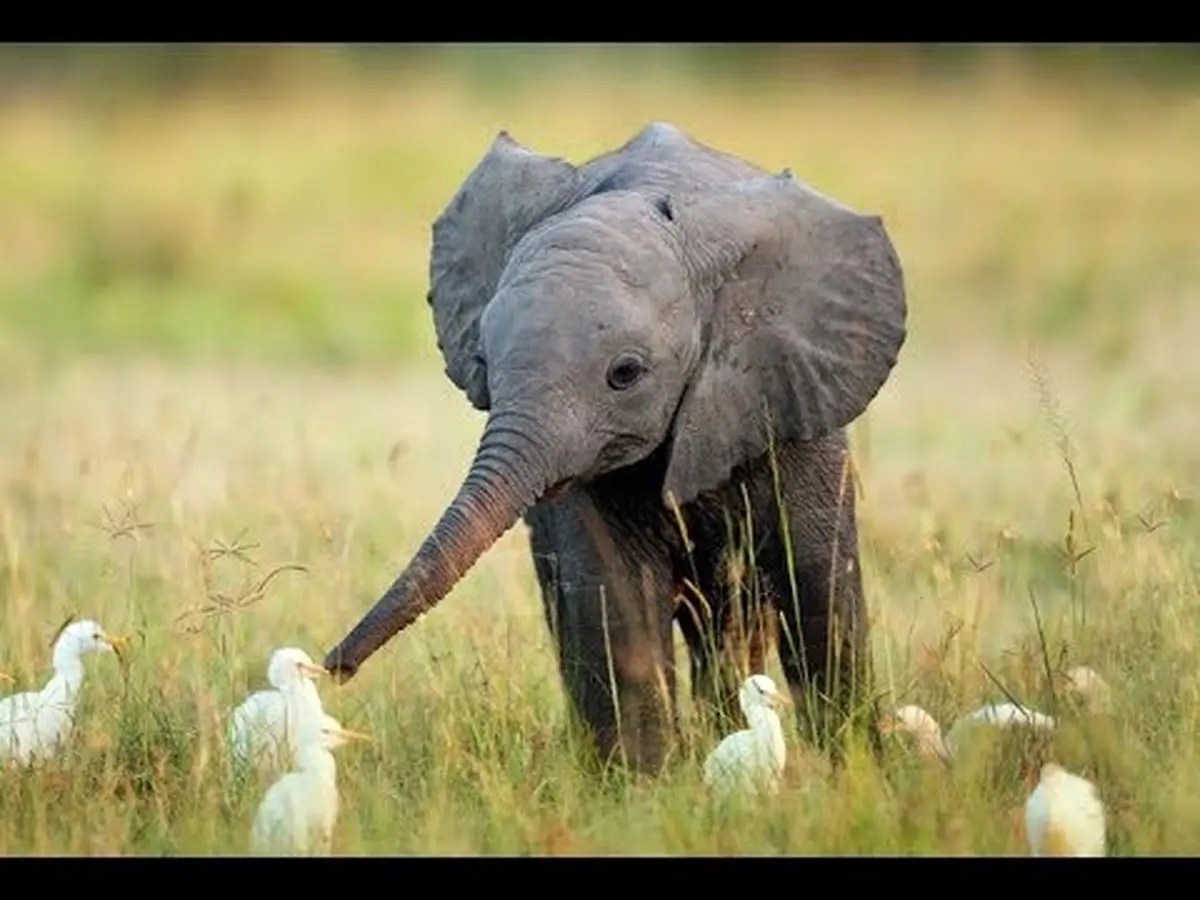 هواخوری بچه فیل‌ها!