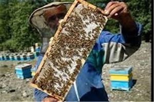 بیش از ۴۷ هزار کیلو عسل در سیستان و بلوچستان تولید شد