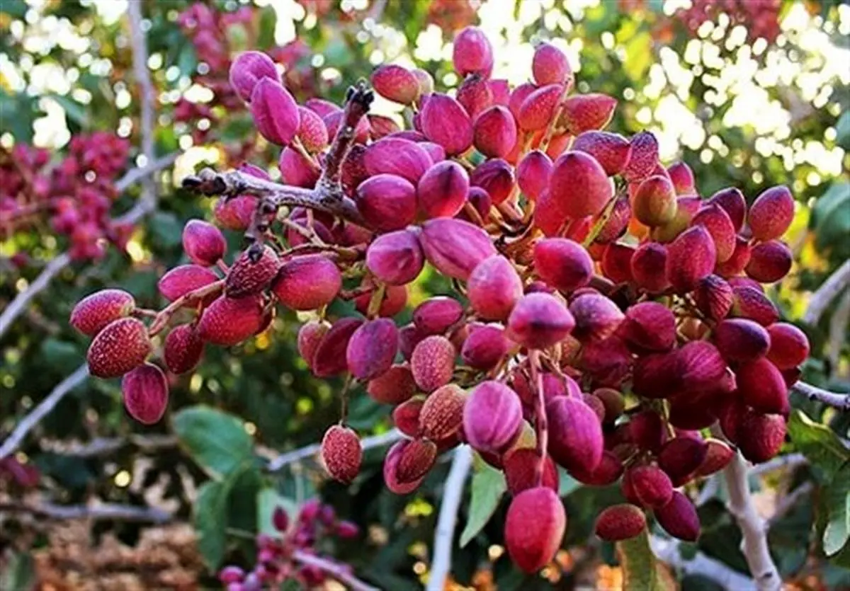 ۳۵۰۰ تن پسته از استان کرمان به بازارهای جهانی صادر شد