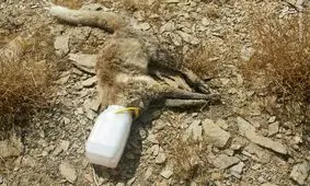 مرگ دردناک و عجیب یک روباه در سطل ماست +عکس