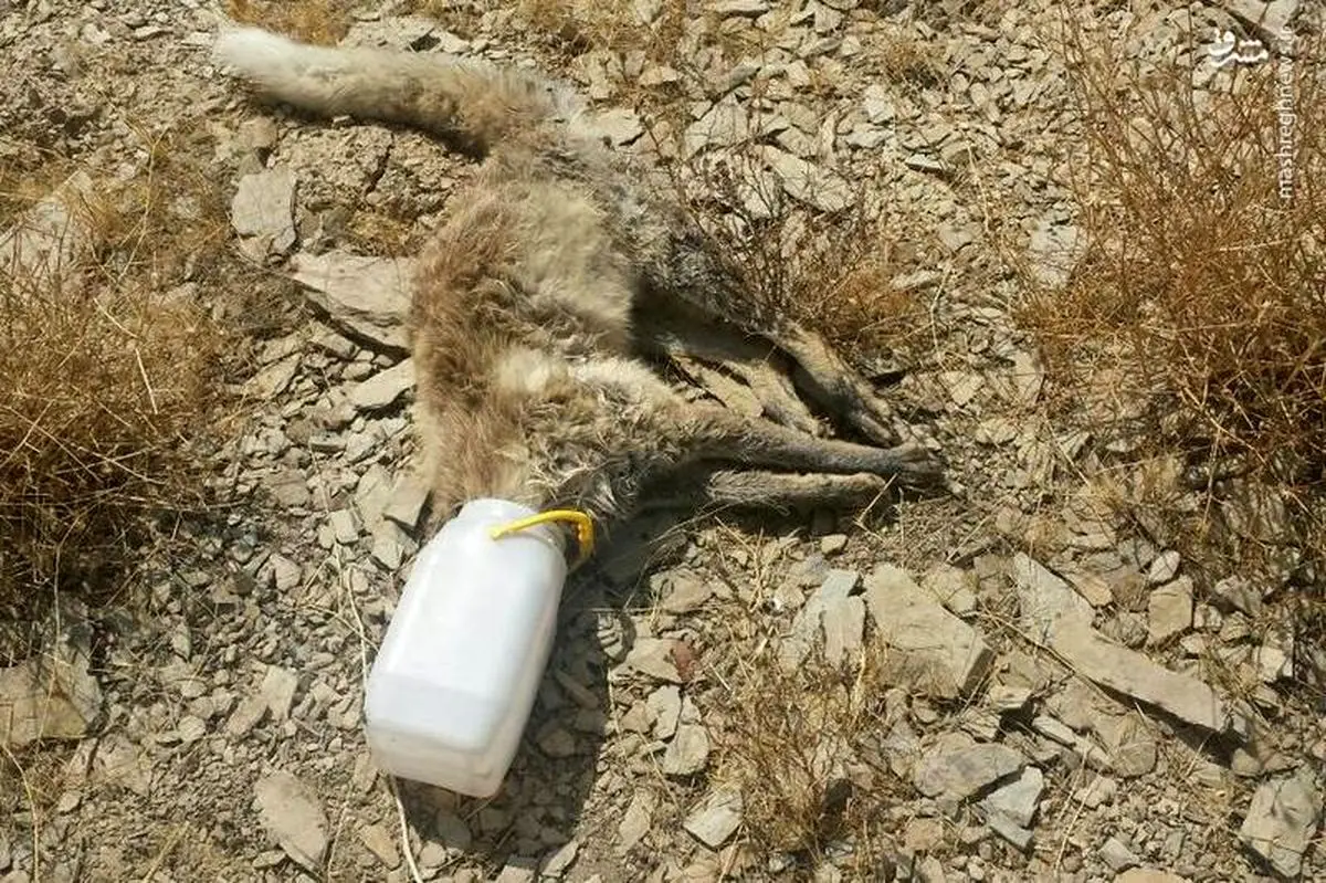 مرگ دردناک و عجیب یک روباه در سطل ماست +عکس