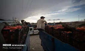 کشف ۱۰ تُن گوجه قاچاق در پایانه مرزی چذابه خوزستان