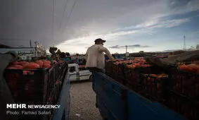 کشف ۱۰ تُن گوجه قاچاق در پایانه مرزی چذابه خوزستان