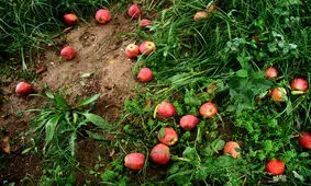 دستگاه برداشت و جمع آوری میوه