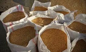 توزیع یک هزار تن بذر اصلاح شده گندم و جو