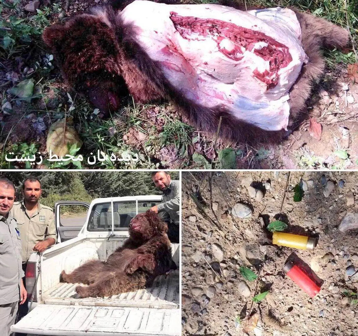 دردناکترین عکس از کباب کردن خرس در نوشهر!