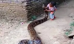 شکار تمساح توسط مار
