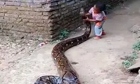 شکار تمساح توسط مار