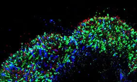 پرورش چشم در آزمایشگاه و امیدهای تازه برای درمان کوررنگی