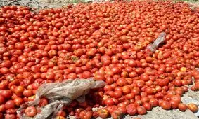 گوجه‌ فرنگی هم قاچاق می کنند !