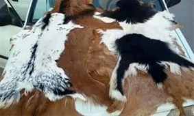 توقیف ۶ هزار جلد پوست خام گوسفندی در نهبندان