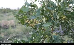 ۳۰ هزار تن محصول پسته استان کرمان خراب شد