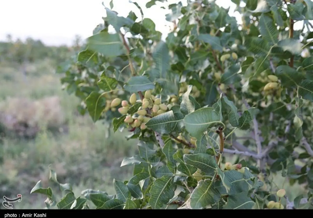 ۳۰ هزار تن محصول پسته استان کرمان خراب شد