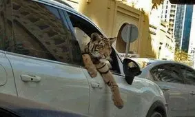 هشدار پلیس به دور دور بچه پولدارها با شیر و پلنگ + عکس