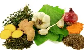 بهترین آنتی‌ بیوتیک‌ های طبیعی برای فصل پاییز کدامند؟