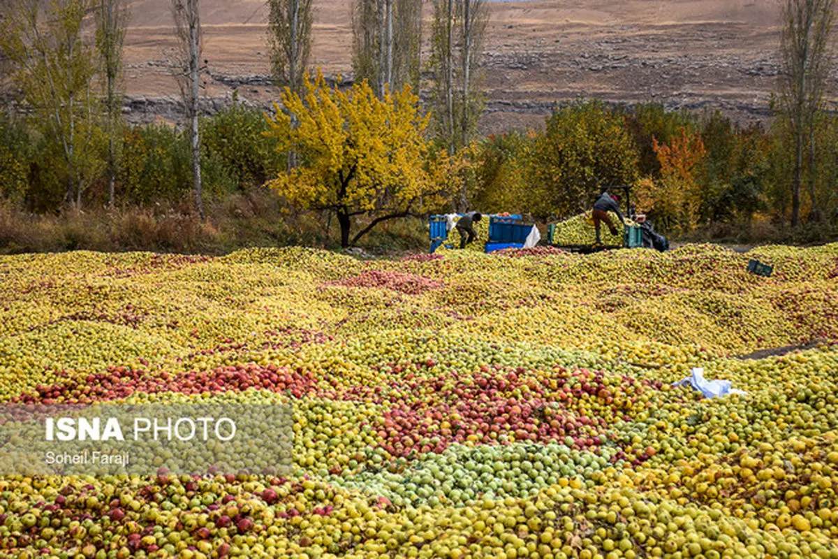 هشترود قابلیت تبدیل شدن به قطب سیب کشور را دارد