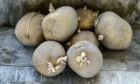 اصفهان با بحران کمبود سیب‌زمینی مواجه نیست