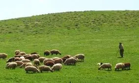 سرگردانی عشایر آذربایجان غربی برای فروش دامهایشان