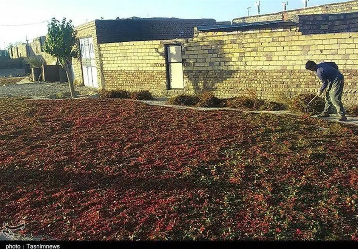 کمبود بارگاه زرشک در سومین قطب تولید این محصول در استان خراسان جنوبی