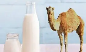 آشنایی با خواص فوق العاده شیر شتر